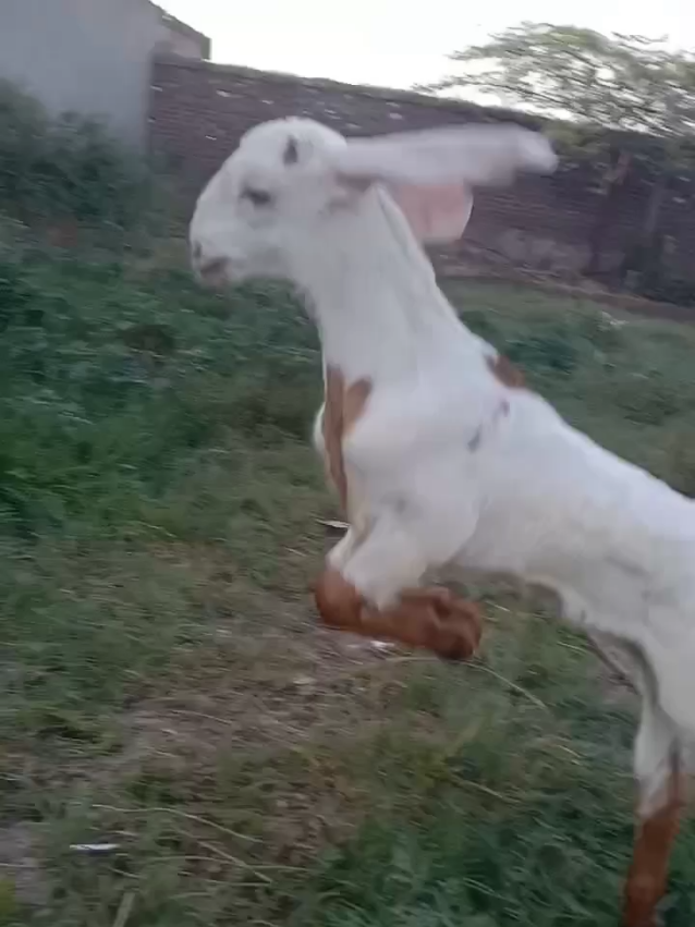 chota bcha jan k na koi ankh dikhana ray.... #nature #babygoat #jumping #dancer #funny 