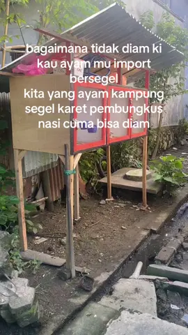 diam diam ki lagi#importphilipin🇵🇭 #ayamimport #ayamkampung #diam #katakataayam #kakigetar🐓 #pumkin 