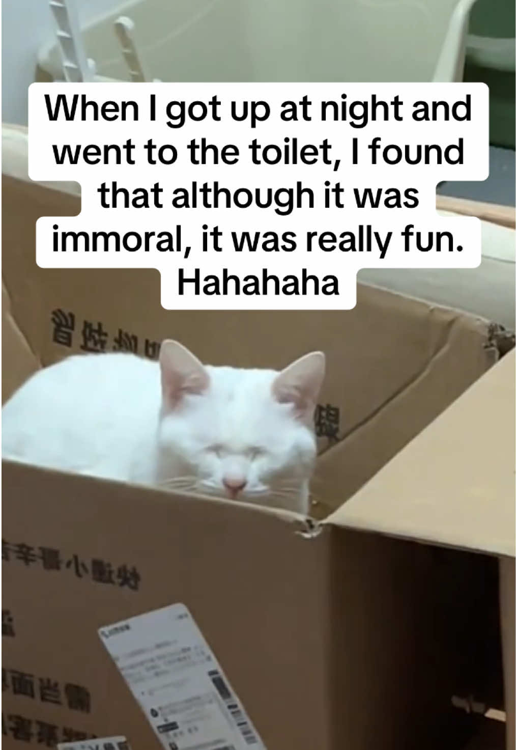 Hhhhhh this is so interesting 🙀😂😂😂#funn #cute #kitten #cattok #cat #interesting 