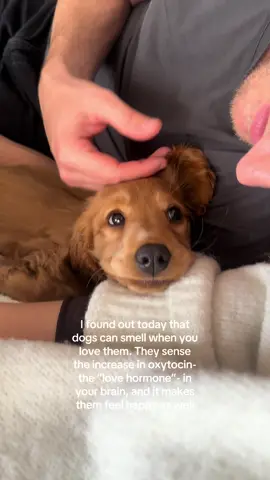 Your dog might not literally sniff out the word “love,” but they sure know when you’re feeling it. Through the tiniest changes in your scent, the softness in your voice, and the way your eyes light up when you look at them—they just know 🥹🥹🥹 #cockerspanielsoftiktok #cockerspanielpuppy #fyp #fy #spanielpuppy #dogsoftiktokviral #puppiesoftiktok #cutedogs #animals #BestFriends #Love 