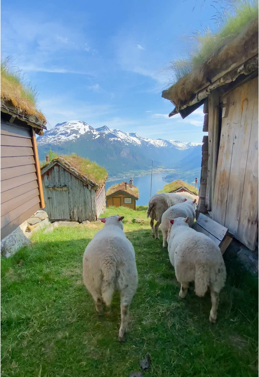 📍Rakssetra, Stryn 🇳🇴 #rakssetra #norway #travel #fyp 