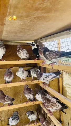 #حيدر_التميمي 