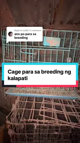 Replying to @ziaN🏳️ medium size cage para sa breeding ng kalapati #racingpigeon #pigeonracing #kalapatids #pigeon #birds #birdscage #kagamgam #birdsoftiktok 