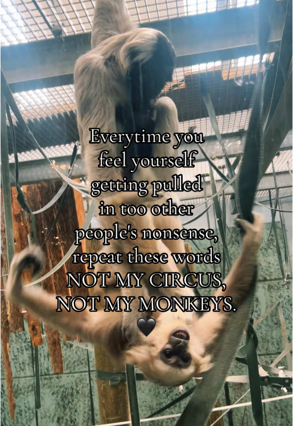 #fyp 🖤🐒
