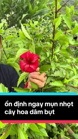 ổn định ngay mụn nhọt .sưng tấy đỏ đau.bằng cây hoa dâm bụt #dthanhthaoduocnguoidao #mun #nhot #sung #suckhoechomoinguoi #xuhuongtiktok #suckhoechomoinguoi 