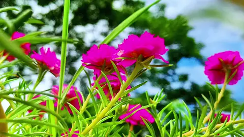 feel this song + flowers view 😊🌼💗 এই ফুলগুলো কেমন লাগে 😊💗 এই গানটা অনেক সুন্দর ❤️‍🩹😅 #nature #nature4cx #natural #natural #sky #flowers #sky #view 