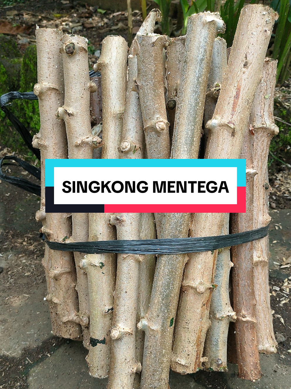 Bibit batang singkong mentega siap di tanam. Ciri batangnya berwarna kekuningan. Daging buahnya juga berwarna kuning dan manis. biasanya di buat oalahan singkong keju. #singkong #singkongmentega #singkongkeju #singkongkuning #menanam #menanamdirumah #menanamsayurdirumah 