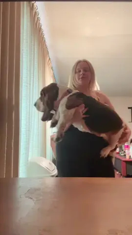 bassethound
