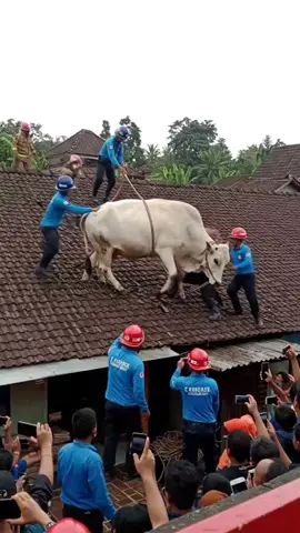 Sapi Ngamuk Loncat Dari Atas Genteng Warga, Di Turunkan Oleh Petugas Damkar !!! Disclaimer : Video ini di buat oleh Ai bertujuan untuk hiburan #sapikurban #sapi #sapiviral 