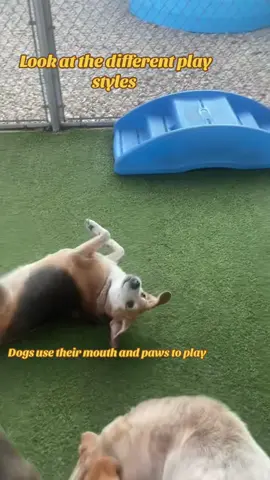#greenscreenvideo #dogs #doggiedaycare #dogsoftiktok #playtime #fun #campk9fun #bestday 