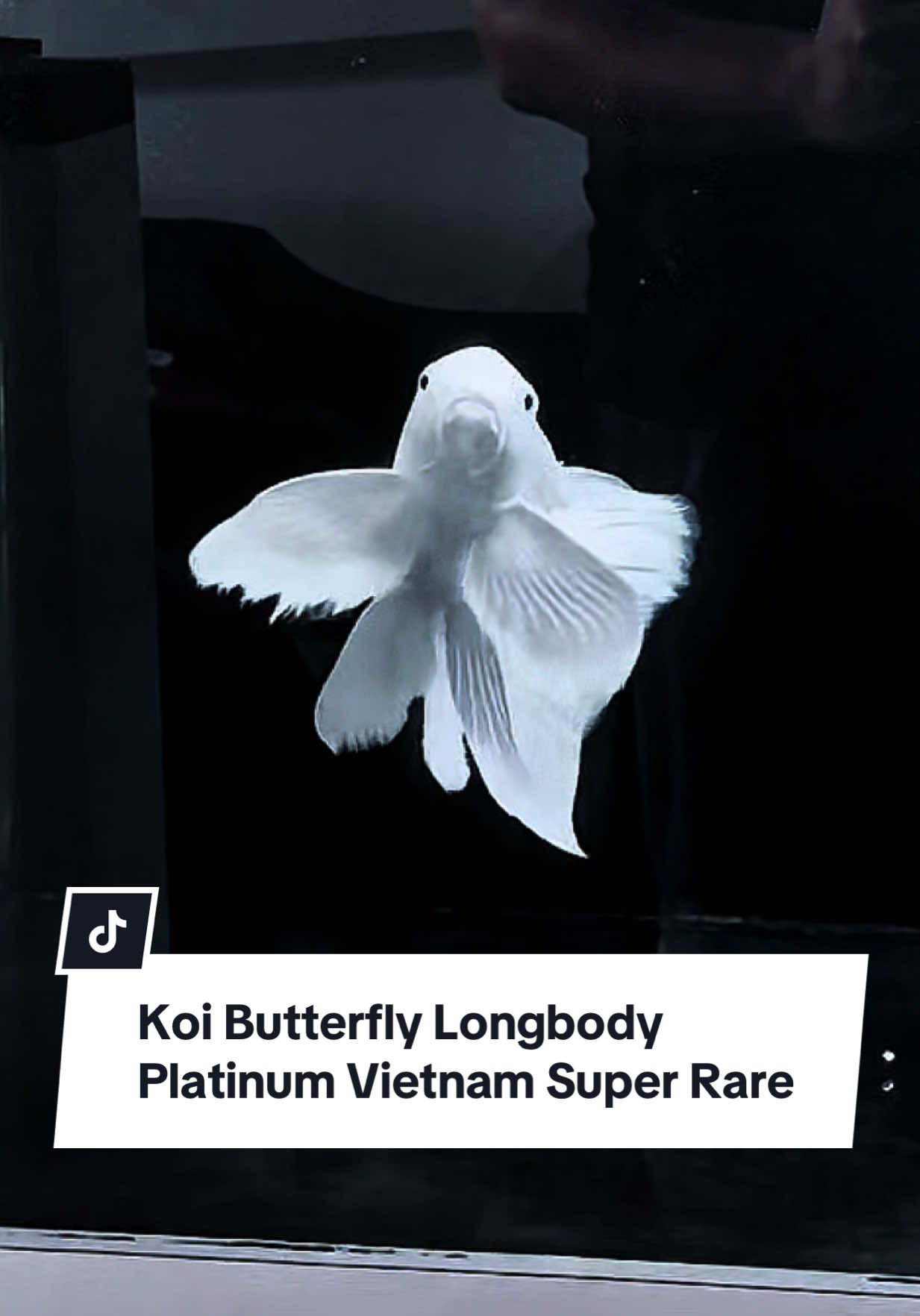 Koi Butterfly Longbody Platinum Vietnam. Super Rare 😍 Koi Slayer Kumpay Platinum Vietnam Koi Terindah untuk di pelihara di dalam aquarium#koibutterfy #jualkoi #koikumpay #koislayer #fyp #Love #fy #koi #koifish 