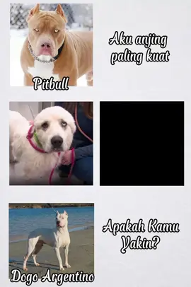 Cesper(Great Pyrenees Dog)☠️ Pertarungan antara 1 anjing Great Pyrenees dan 13 coyote akan sangat menarik! Anjing Great Pyrenees dikenal sebagai anjing penggembala dan penjaga yang tangguh dan setia. Mereka memiliki ukuran besar, kekuatan fisik yang baik, dan kemampuan penjaga yang efektif. Sementara itu, coyote adalah hewan liar yang cerdas, gesit, dan memiliki kemampuan berburu yang baik. Mereka juga dapat bekerja sama dalam kelompok untuk mengalahkan mangsa. Dalam pertarungan ini, anjing Great Pyrenees mungkin memiliki keunggulan dalam kekuatan fisik dan kemampuan penjaga. Namun, coyote memiliki keunggulan dalam jumlah dan kemampuan bekerja sama. Hasil pertarungan ini tidak pasti dan tergantung pada beberapa faktor, seperti: - Kemampuan anjing Great Pyrenees dalam menghadapi coyote - Kemampuan coyote dalam bekerja sama dan mengalahkan anjing Great Pyrenees - Lingkungan dan kondisi pertarungan Namun, jika anjing Great Pyrenees dapat menggunakan kekuatannya dengan efektif dan coyote tidak dapat bekerja sama dengan baik, maka anjing Great Pyrenees mungkin dapat mengalahkan coyote. Tapi, jika coyote dapat bekerja sama dengan baik dan mengalahkan anjing Great Pyrenees satu per satu, maka coyote mungkin dapat mengalahkan anjing Great Pyrenees. #Anjing#dog#fyp 