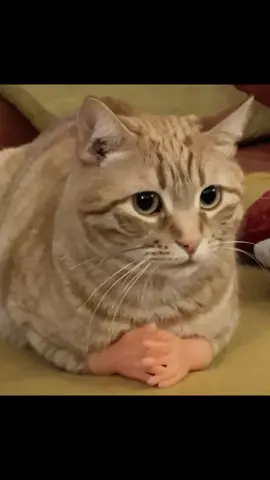 Versteht man. #cats #trend #brainrot #scarystories #viral 
