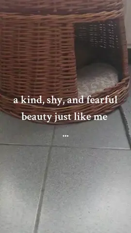 so cute my little emerald of love  .. 🥰🥰 #fyp #foryou #cat #race #persan #chinchilla #loveyou #mycat #émeraude #chat #cute  #vidéo  #tiktok #2025 #pourtoi 