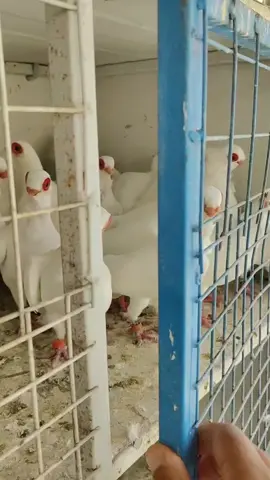 متاح مجموعة نوادر بولنديات طيور اتحدئ العراق كله بيه طيور مستويات عالية و قوية جفن عريض حمار قوي جدا مواصفات خارقة من للخط الاول الي يحب يقتنيهم يتفضل خاص 