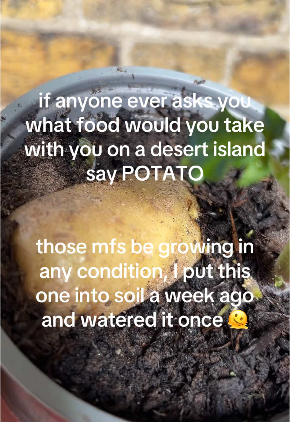 It’s so polish of me to love me some #potatoes ♥️ #desertisland #survival 
