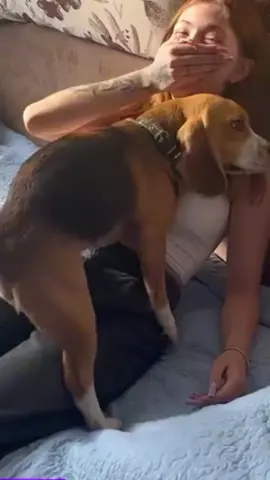 cachorro 2