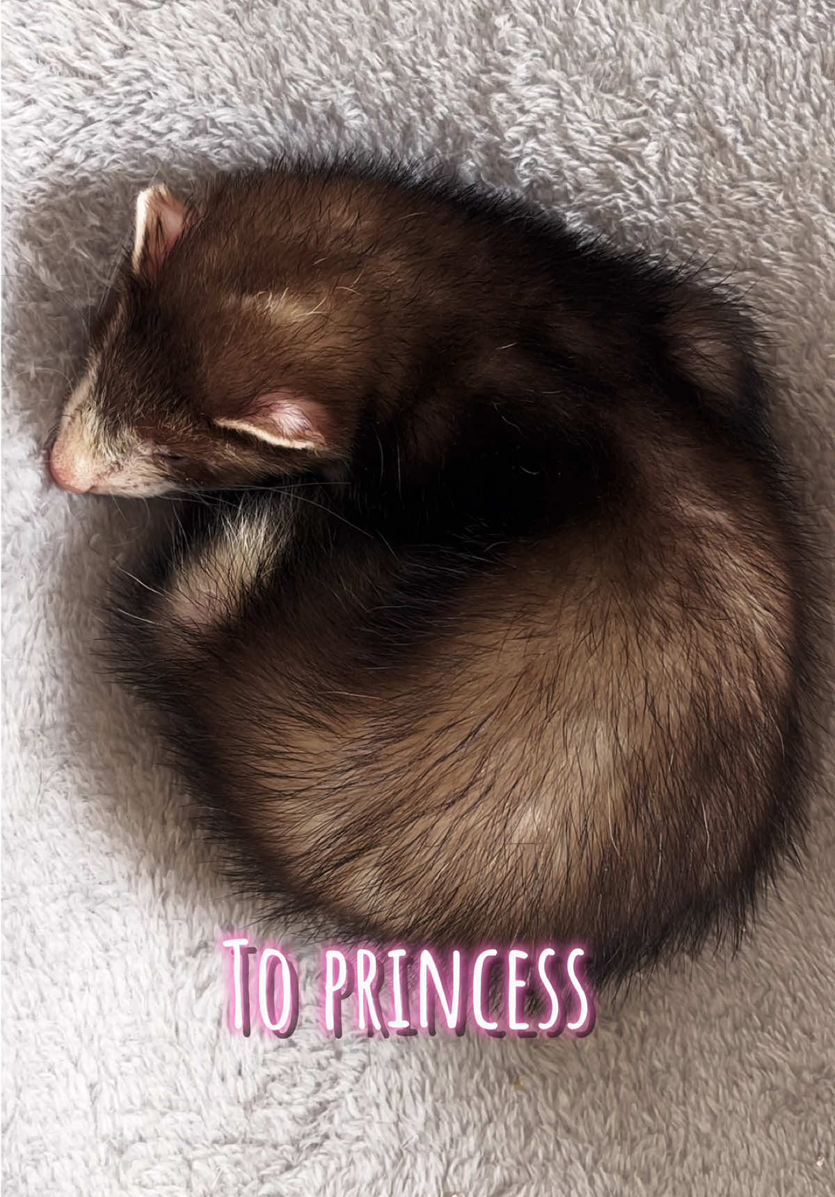 Lilly activities #ferretsoftiktok #ferret #fyp #animals #like #menace 