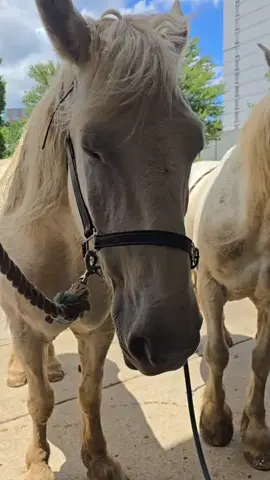 some dirty to clean horse health hygiene