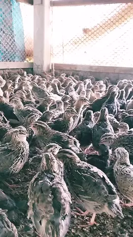 30 days old quail bird 🐦#কোয়েল_পাখি #foryou #vairal #farming #trending #tiktok @TikTok 
