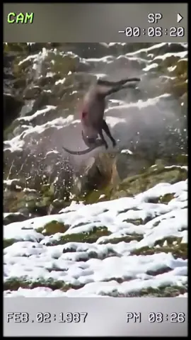 The snow leopard almost secured its dinner until the eagle appeared. #wildanimals #animals #foryou 