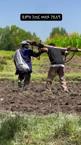 #ethiopian_tik_tok🇪🇹🇪🇹🇪🇹🇪🇹 #habeshantiktok #foryoupage❤️❤️ #አኢትዮጵያ🇪🇹ለዘላለም🇪🇹ትኑር #የገጠር_ልጅ 