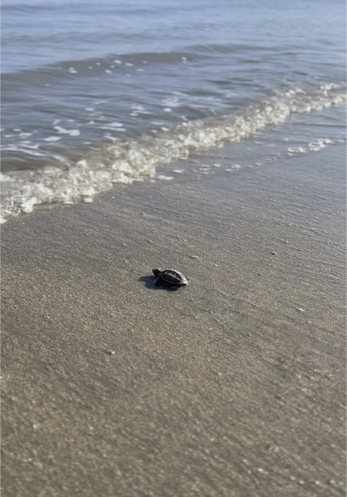 🐢