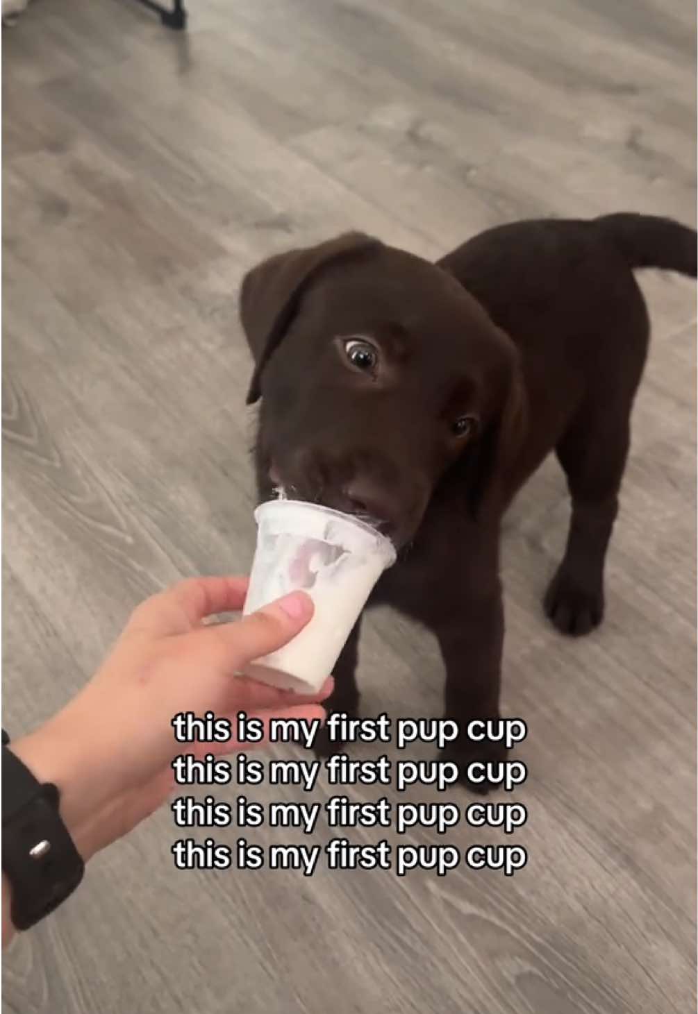 thank you for 5k 🥰🫶🏼 #labpuppy #labradorretriever #englishlab #chocolatelab #PetsOfTikTok 