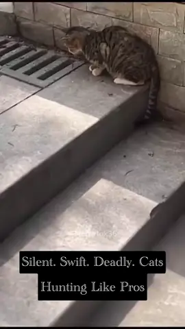 Feline Instincts A Closer Look at Hunting Cats #catactivation #hypercat #cathunting #huntingcat #cutecat #tabbycat #tabby #fyp #catlover #funnyvideos😂 #catlover #funnyanimals #petsoftikok #catzoomies #catplay