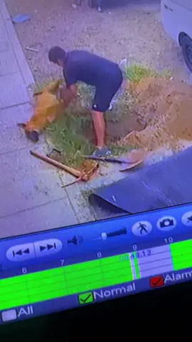 🕊️🐕
