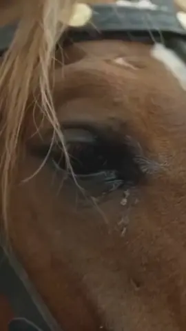 #عاشقة_الخيل🐎❤ #البعد_موتي #غريب_ال_مخلص #خيل_وخياله🐎 #مجرد_ذووقツ🖤🎼 #متابعة_قلب_تعليق_مشاركة_ #اكسبلور 