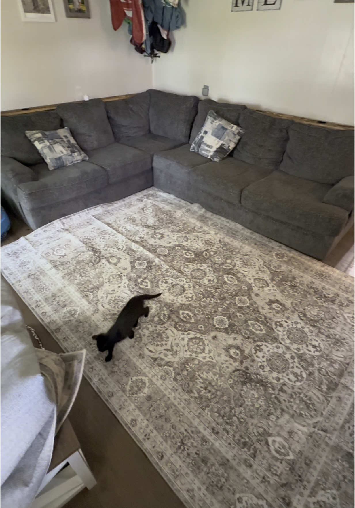 SOOO PRETTY!!! #rug #house #decor #fyppppppppppppppppppppppp #CapCut 