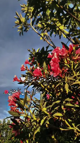 🌺