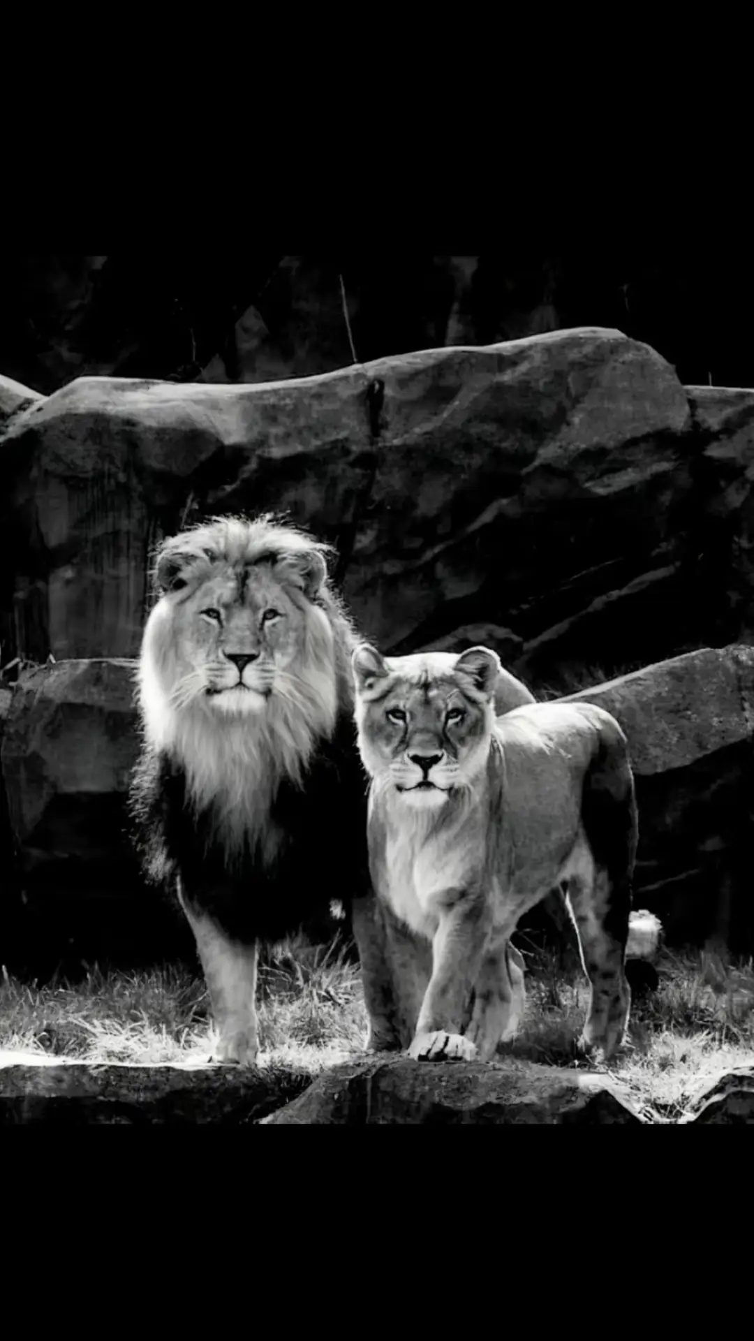 🦁 #fyp#kesfet#fypage 