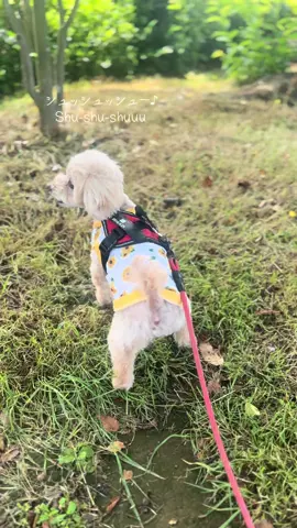 ハナシュッシュ💕 #ハナコタ #トイプードル #犬のいる生活 #toypoodle #犬と遊ぶ #ダンス #シュッシュ 