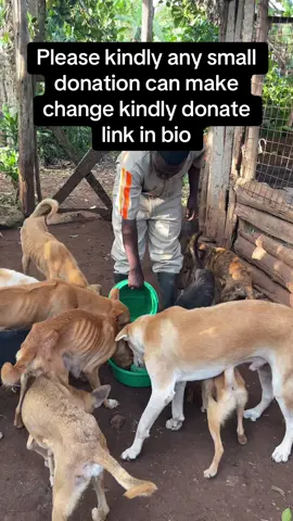 #dogslife #dogloversfeed #animalslover 