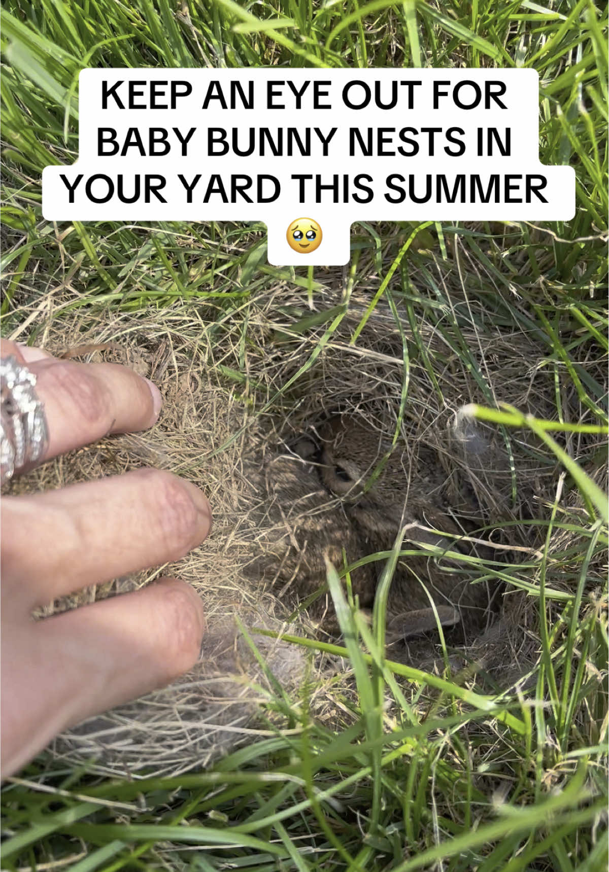 What looks like a pile of grass may be something way more special 🥰🐇 #bunnynest #backyardvibes #wildanimals #yardwork #wildrabbits #rabbithole #fyp 
