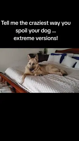 It gets HOT here in Southern California... #dogs #puppies #germansheperds #germanshepherdsoftitok #malinois #cutedogs #funnydogs #sillydogs #beggingdogs #sleepibgdogsdreaming #abuseddogs #abusednotbrokendogs #stopanimalabuse #fosterfaildogs #dogsinforeverhomes #dogsrestorefaithinhumanity #bestdoggoever #prosecuteanimalabusers #rescuedogs #lovedogs #cancerpatient #cmlsurvivor #leukemiapatientsurvivor #cancersucks #cancerpatientstrong #bigdogs #barkydogs #goldens #bigdigbigbite #protectiondogsoftiktok #lovemydiggo #gsdmom #genxmom #genxwife #genxgranny #STEMgirl #calculusismyhobby #rocketscientist #stephenkingbooks #rarestephenkingbooks #scareddogs #supportdogs #emotionalsupportdogs #realsupportdog #reactivedogs #DogTraining #paranormal #hauntedhouse #bestdogs #playfuldogs #workingdogs #genxcouple 