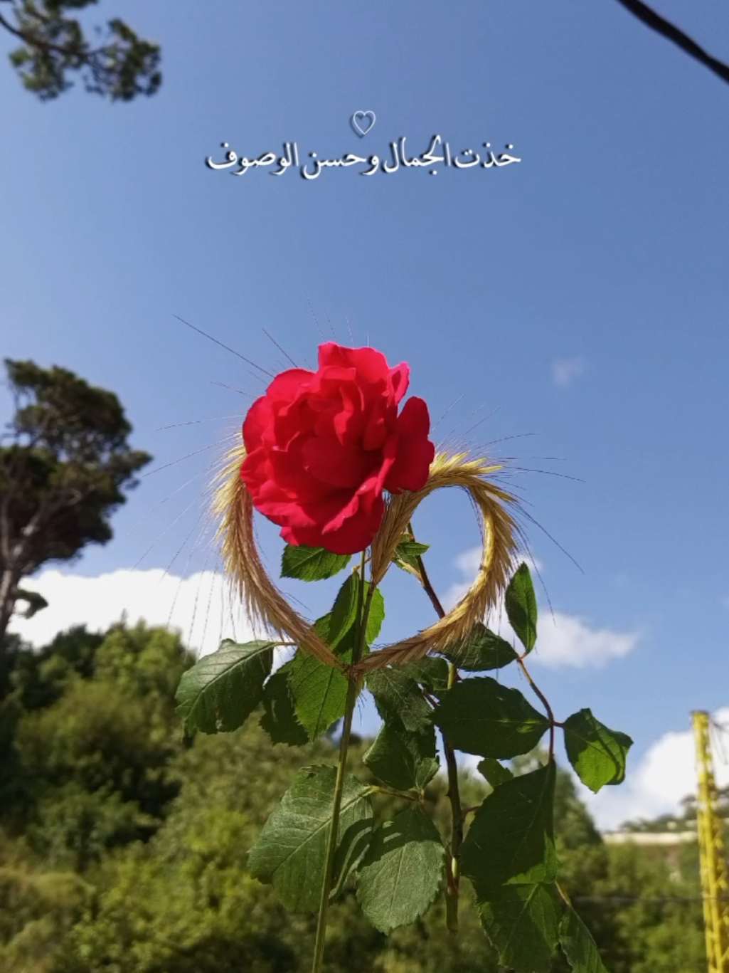 خذت الجمال وحسن الوصوف 🤍✨ صوتك يكفيني بلا شوف 🎶🤗#منشن #منشن_للي_تحبه #اكسبلور_فولو #اكسبلور #تصميم_فيديوهات🎶🎤🎬 #تصويري #تصميمي #lavendr81 #flower #rose #beautiful #amazing #حركة_الاكسبلور #CapCut 