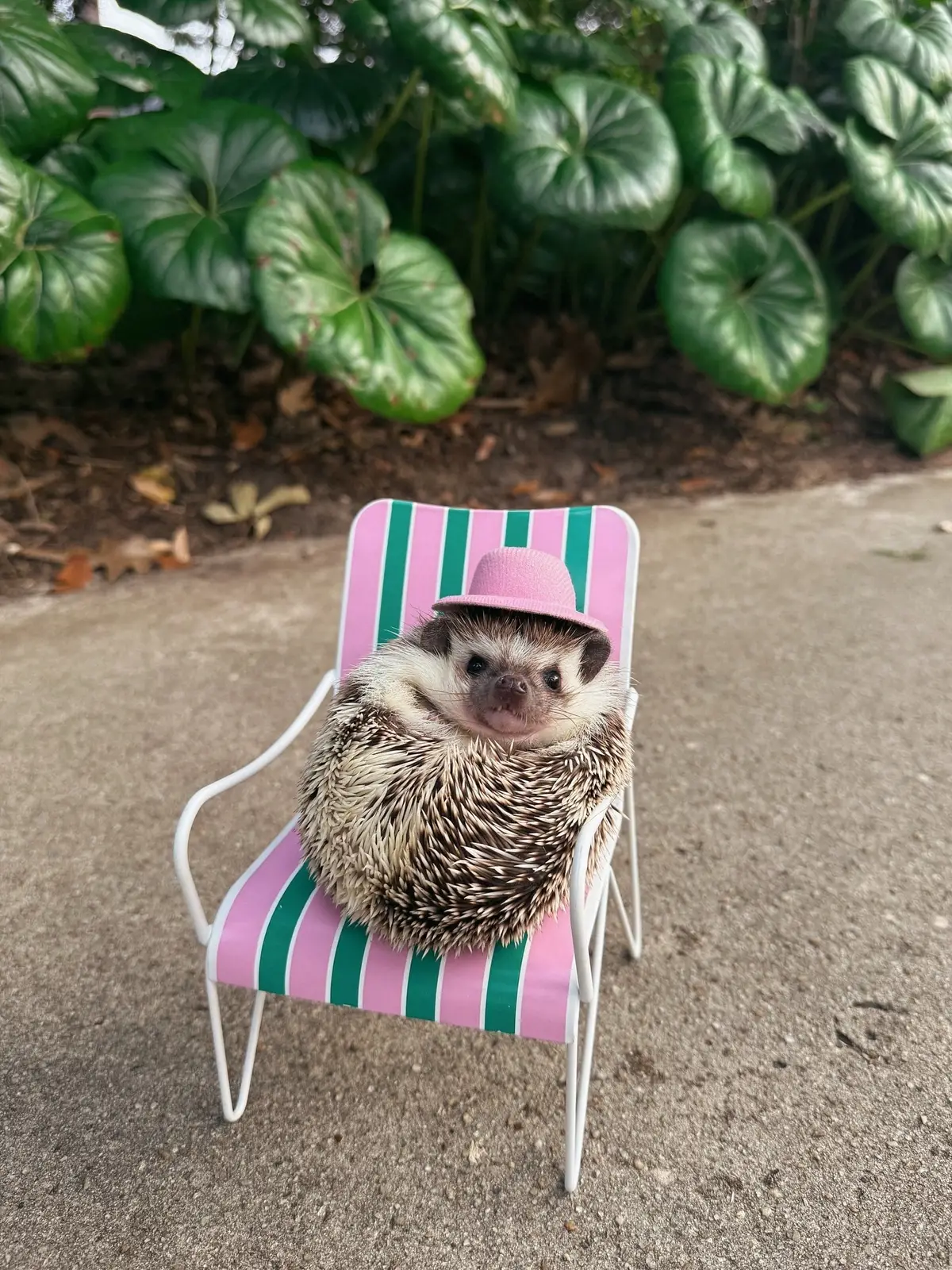 🌸🦔 Major June Mood 🦔🌸 #hedgehog #PetsOfTikTok #pets #animalsoftiktok #cuteanimals 
