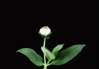 love is the flower you’ve got to let grow         #foryoupage #flowerblomming #relatable #trending #humming
