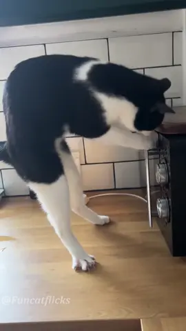 Curious cat❤️❤️❤️#cat#catlover#catsoftiktok #playful#naughty#catvideo #fyp