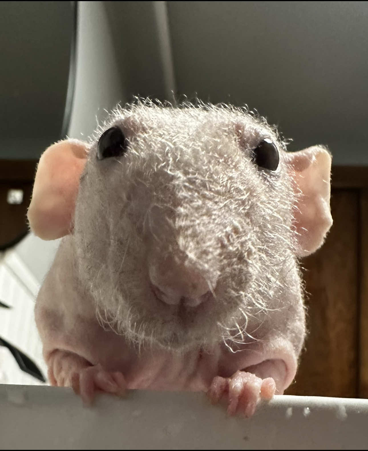 Nightly soak 🛁#smallanimals #smallanimalsoftiktok #fyp #ratsoftiktok #rat #hairless #rescueanimals 