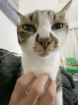 He’s scratching that smelly cat again.#anaimals #foruyou #catsoftiktok 