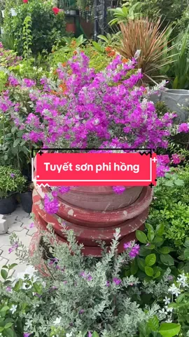 Tuyết sơn phi hồng 🌺