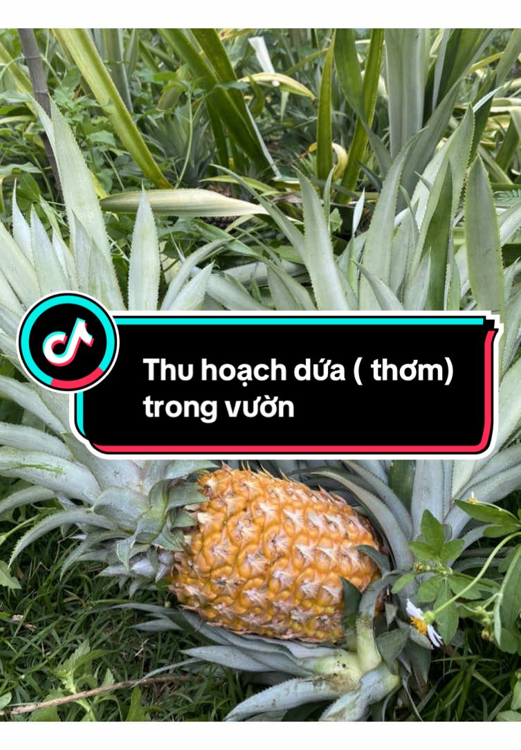 Thu hoạch dứa( thơm) trong vườn. Trồng mỗi thứ một ít khỏi đi chợ#cuocsongthuongngay #quehuong #xuhuong #thuhoach #canhqueyenbinh #bophoveque #dứa🍍 #thơm #trongcay #lamvuon #cuocsongnongthon #cay #yeucay #cuoituanvuive #nongdan #cuocsongoque #trongrausach #caygiong #vuon #vườn_nhà_em #nhavuon #thang6 #nghihe 