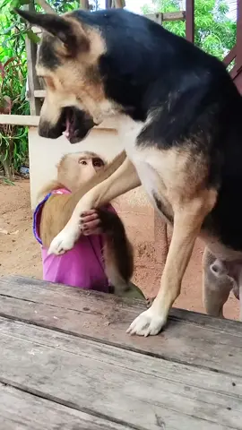 #monkeys #monkey #dog #kidstiktok #funn 