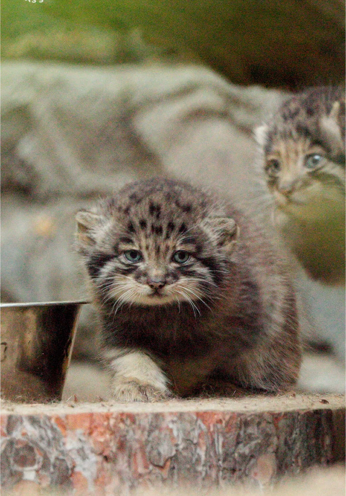 Pallas's cat kittens born to Snezhinka at Novosibirsk Zoo! The last evening, Snezhinka the manul finally allowed her kittens to come out of their den for the first time and explore surroundings during the hours the zoo was open to visitors 🤗 🔅🔅🔅 У манула Снежинки родились котята в Новосибирском зоопарке! Вчера уже поздно вечером манул Снежинка впервые разрешила своим котяткам выйти из домика и немного погулять в присутствии людей 🤗 #manul #kitten #kittens #pallascat #otocolobusmanul #otocolobus #wildcat #grumpycat #манул #манулы #マヌルネコ #ボル #pallasscat #pallascats #cat #zoo #zoophotography #smallcat ##manulcat#pallaskatze #felines