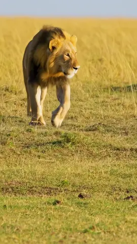 Power in every step. A stare that stops the wild. Born to rule, feared by all—this is the lion. #LionKing #SavannaRoyalty #RoarPower #NatureIsMetal #UntamedMajesty #ApexPredator #BeastMode #WildAndFree #FYP #ForYou #BigCatEnergy #PrideStrong #TopOfTheChain #EpicNature #feartheroar 