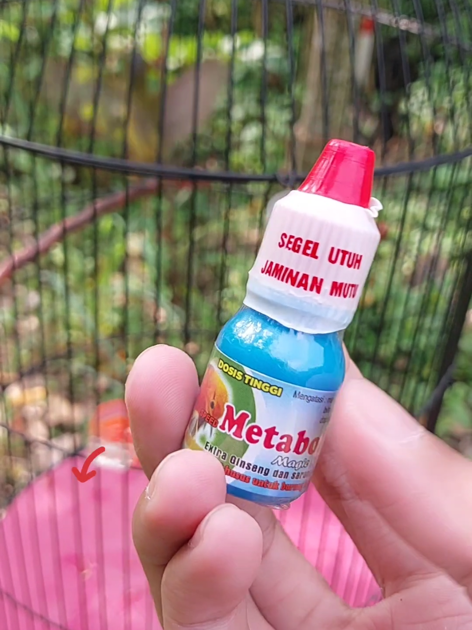 Metabolis magic kicau #metabolismagickicau #vitaminburung #sinarkicau #satukontentiaphari 